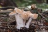 Lošák ryšavý (Lišák ryšavý) (Houby), Hydnum rufescens (Fungi)